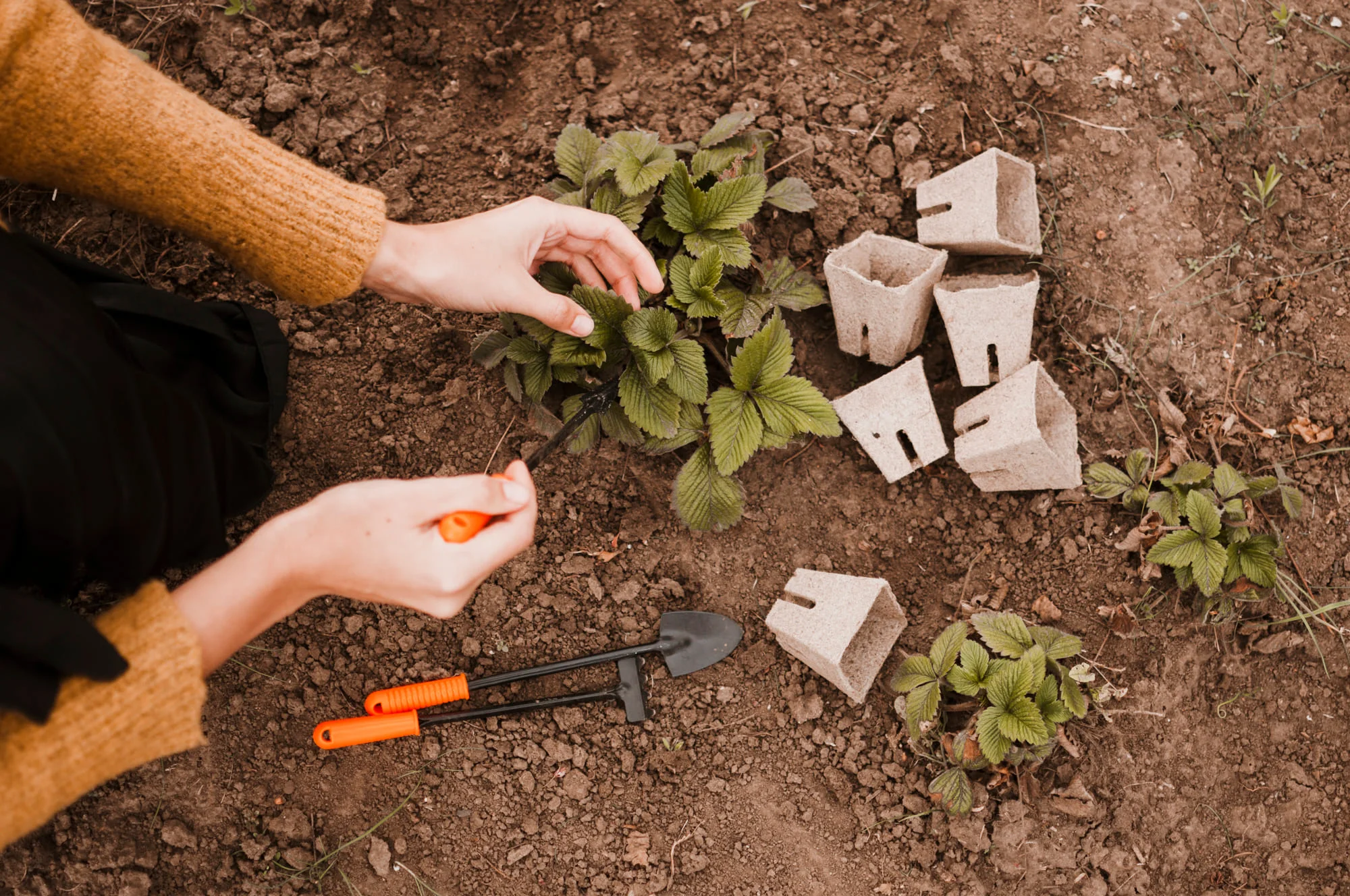 DIY Landscaping