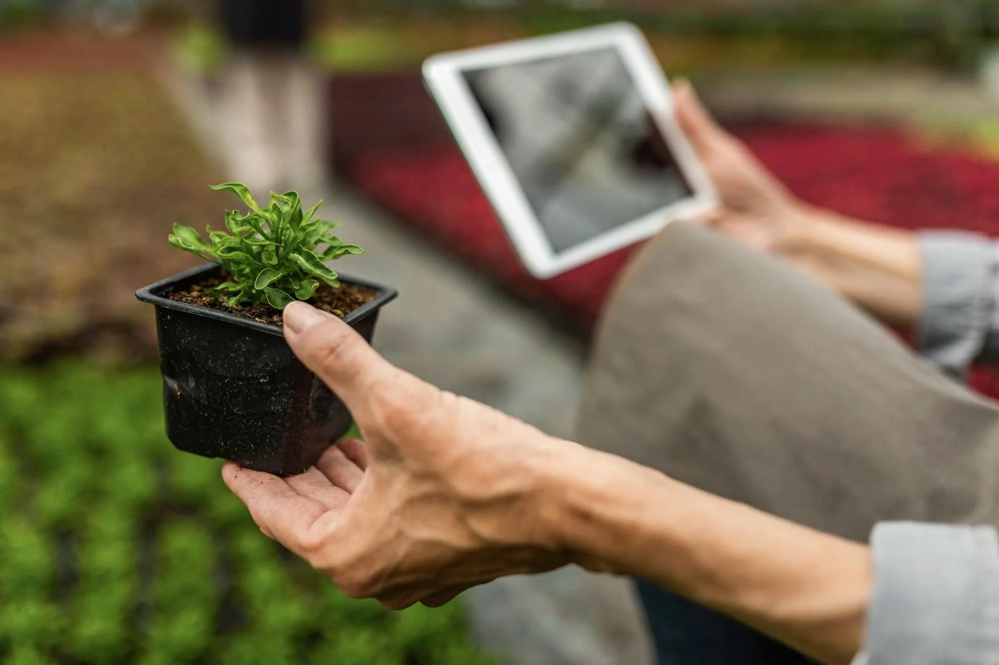 Innovative Landscaping Ideas