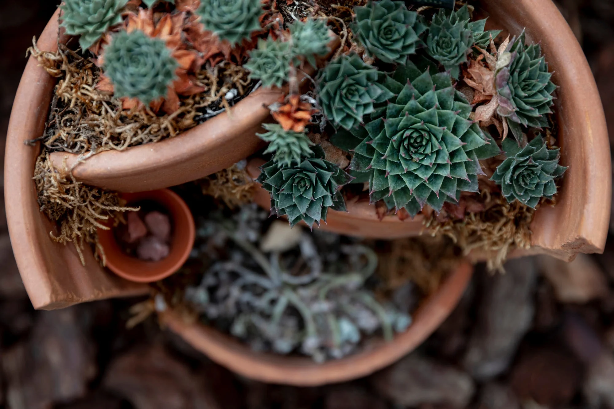 Native Plants