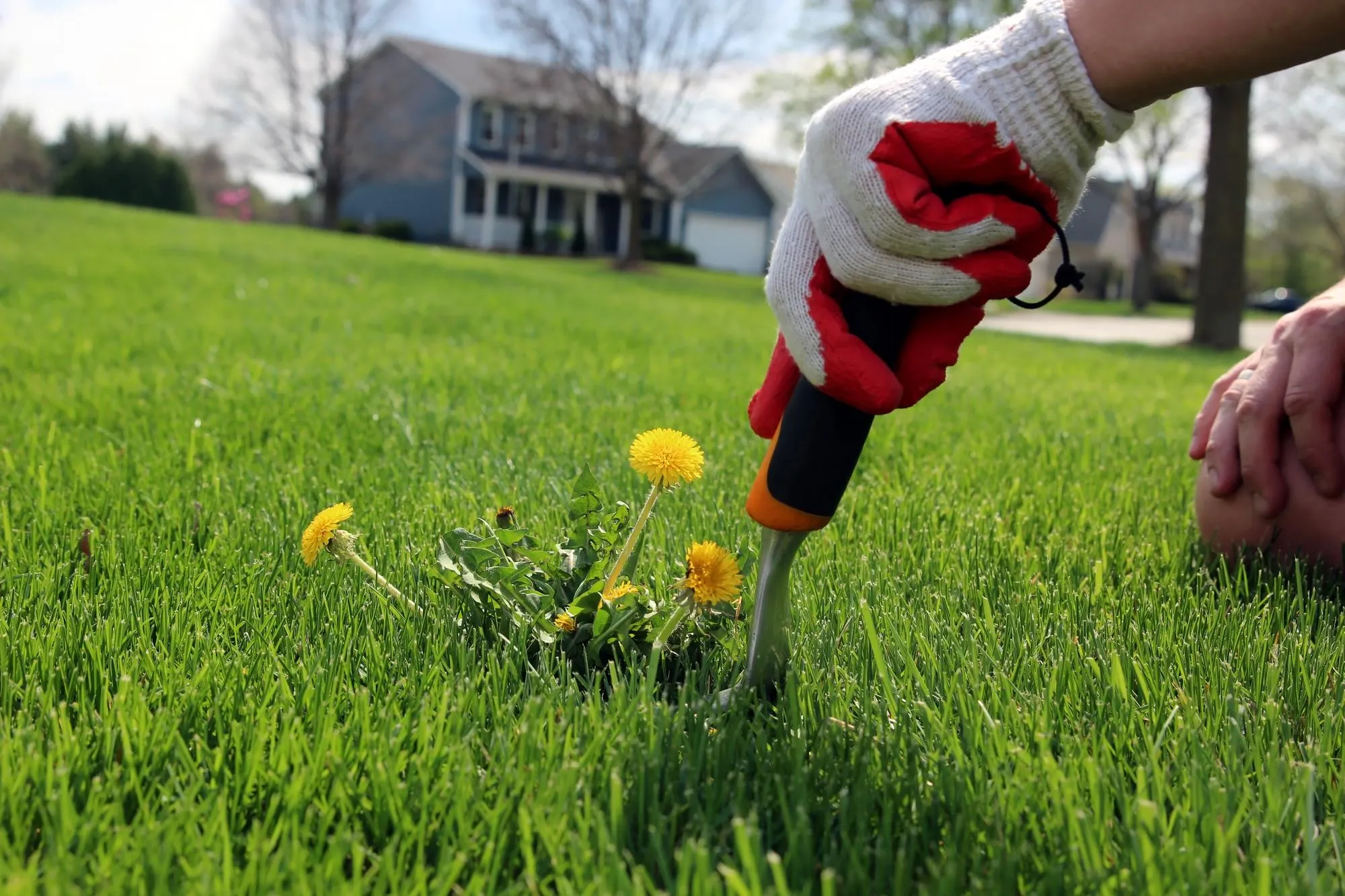 Organic Lawn Care Solutions2