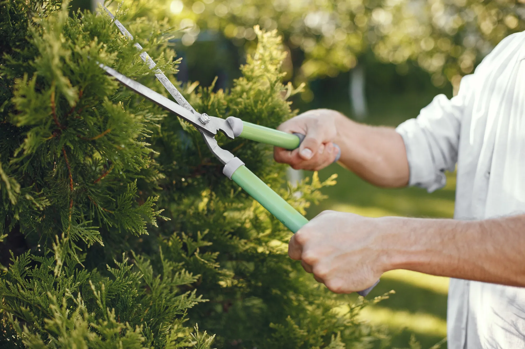 Comprehensive Tree & Shrub Care Services
