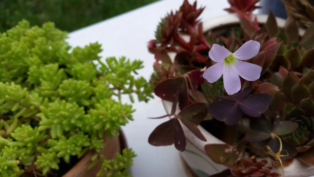 Best Plants for Low-Maintenance Gardens in Ontario