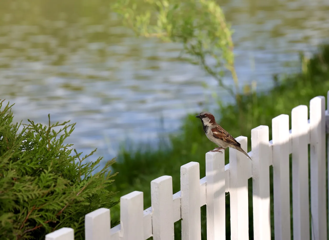 Creating Wildlife-Friendly Landscapes Bird Baths, Native Shrubs & Pollinator Pathways