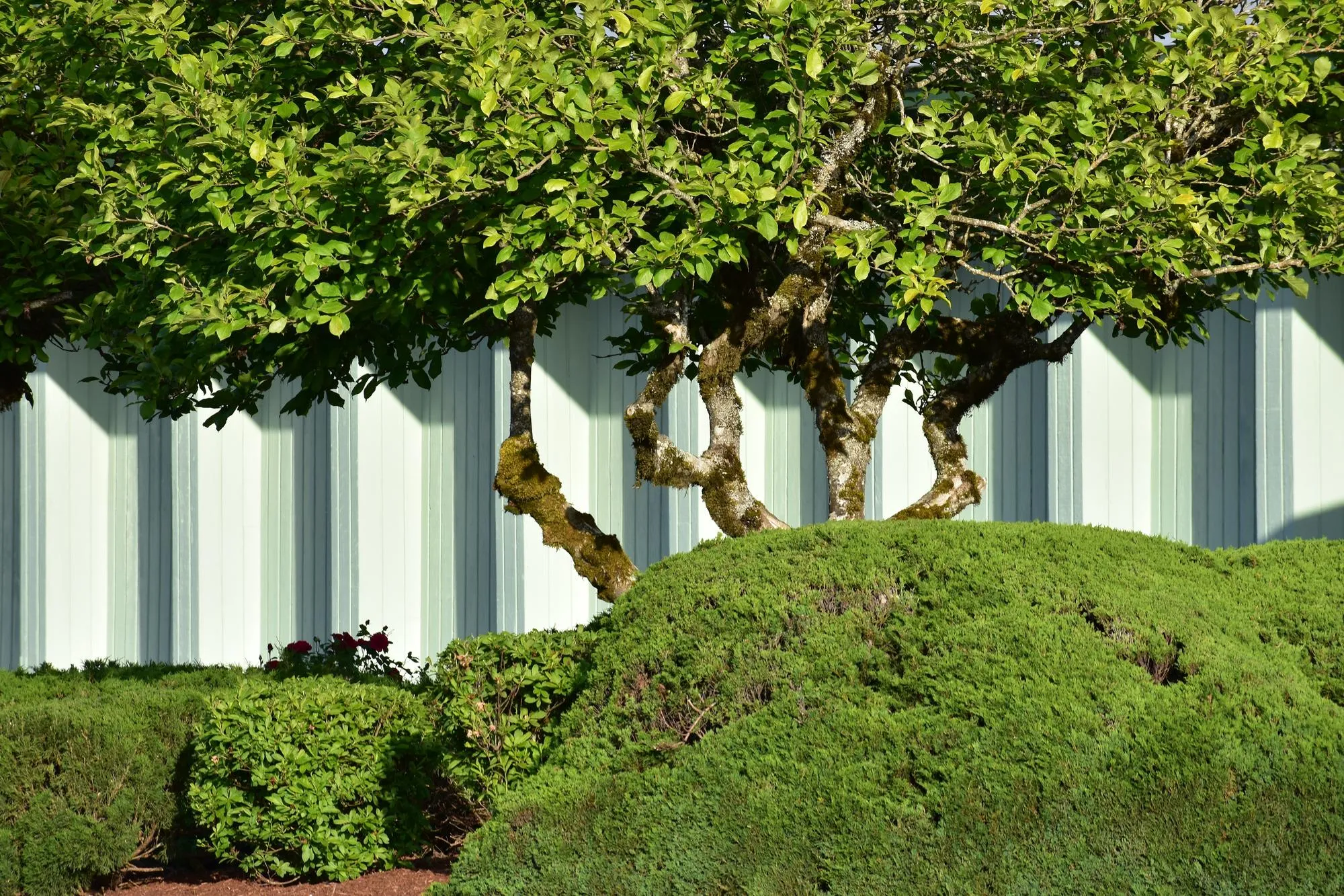 How to Create Shade Zones with Trees & Hardscape Features