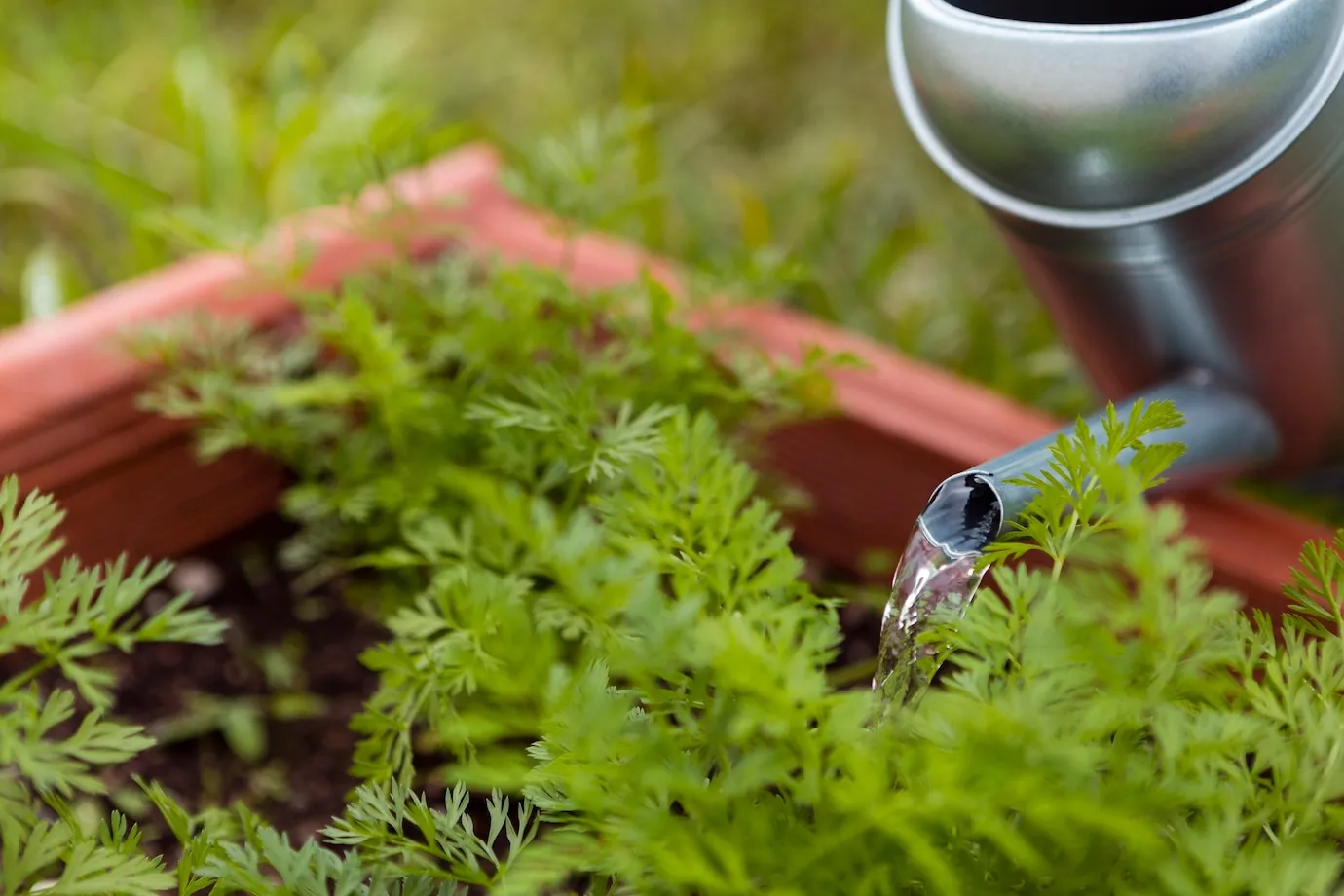 Low Water, High Impact Xeriscaping Ideas for Ontario Gardens