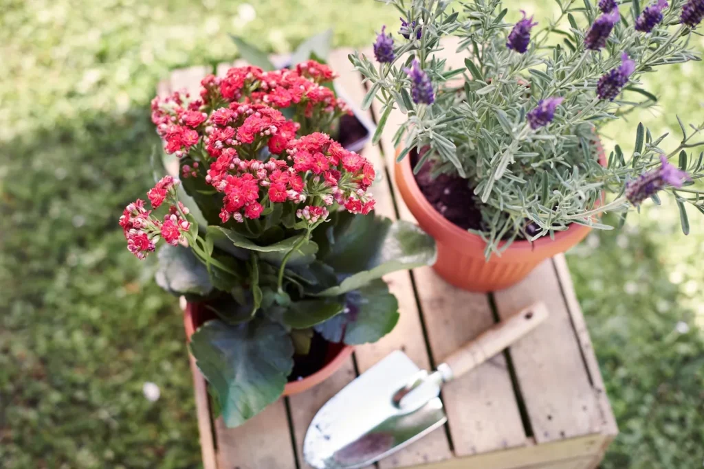 Native Plant Landscaping: Why It Works So Well in Ontario
